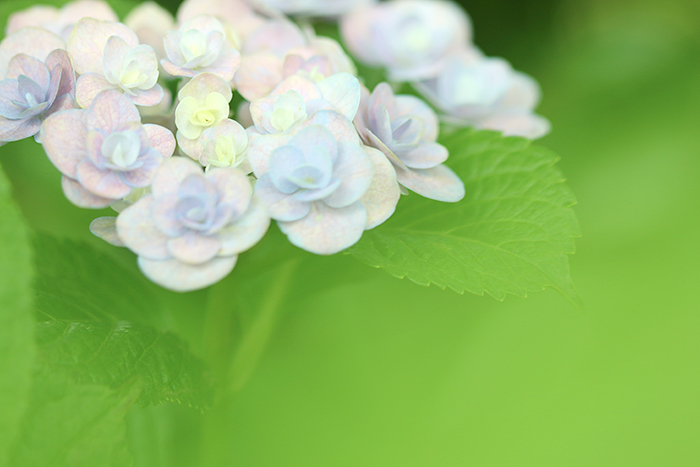 紫陽花_b0049843_8455557.jpg