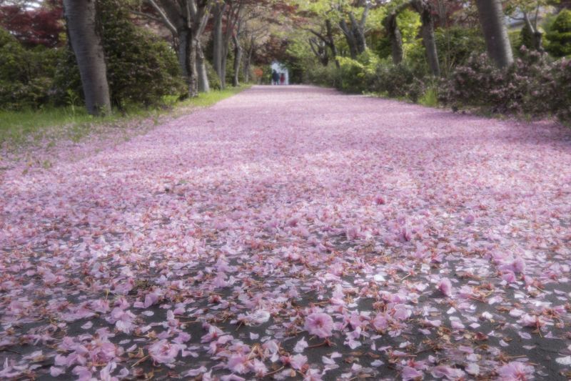花の絨毯 ふつうのコト 花の絨毯 ふつうのコト