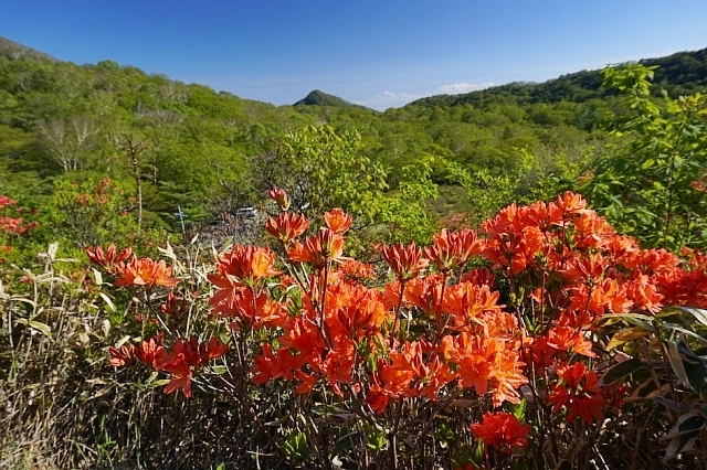 赤城山 ツツジ満開の見晴山 Happy Photo Life 赤城山 ツツジ満開の見晴山 Happy Photo Life