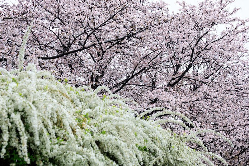 京都の桜2017 雨上がりの木津川堤_f0155048_21443752.jpg
