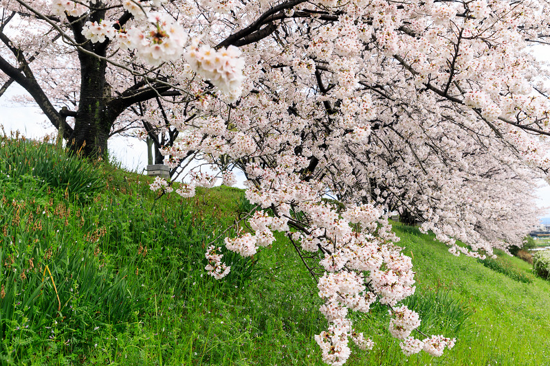 京都の桜2017 雨上がりの木津川堤_f0155048_21445795.jpg