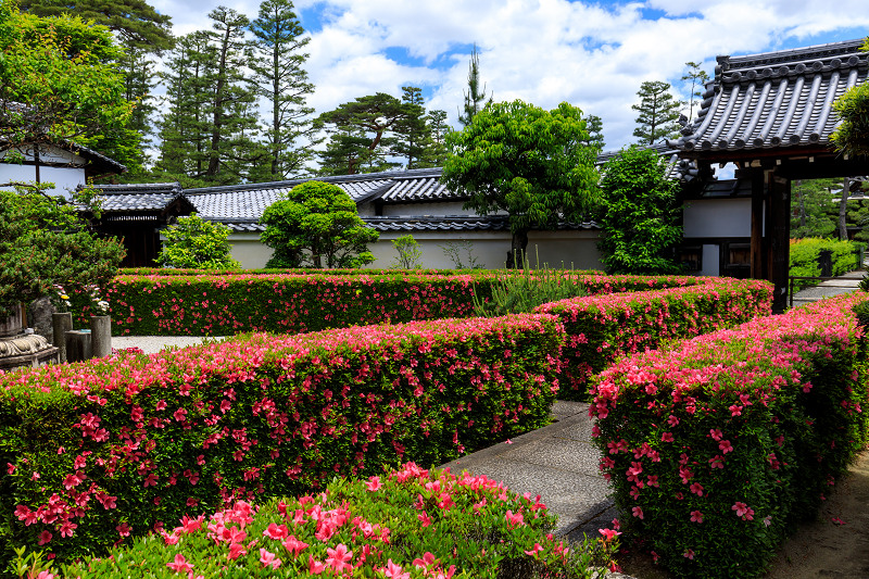 妙心寺塔頭・慈雲院のサツキ_f0155048_23145058.jpg