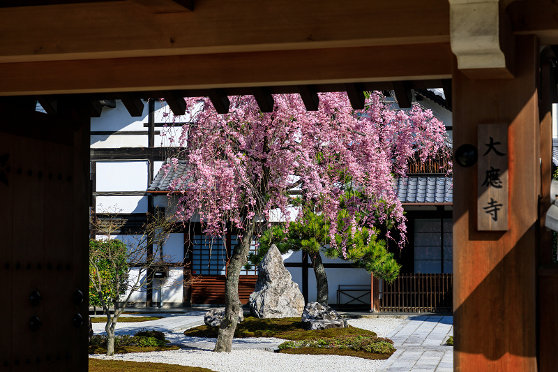 京都の桜2017 水火天満宮の枝垂れ桜の昼と夜_f0155048_2322852.jpg