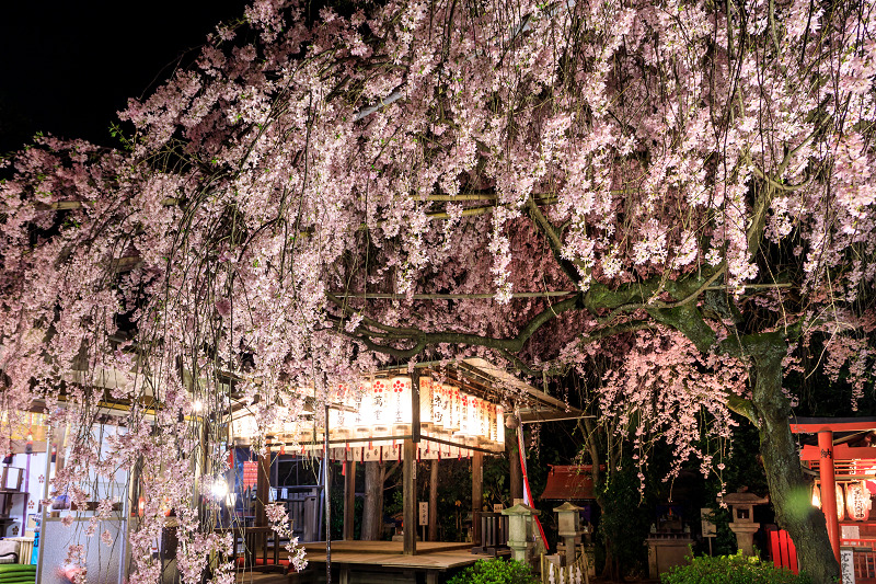 京都の桜2017 水火天満宮の枝垂れ桜の昼と夜_f0155048_23231817.jpg