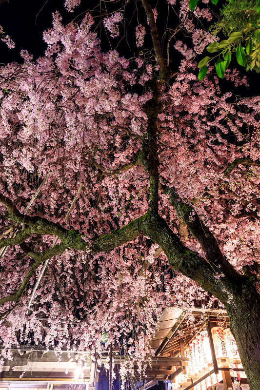 京都の桜2017 水火天満宮の枝垂れ桜の昼と夜_f0155048_23251637.jpg