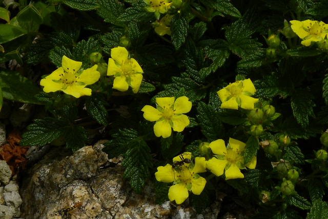 17 初夏の六甲高山植物園-3_a0030958_074364.jpg