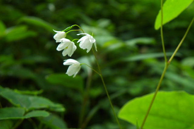 17 初夏の六甲高山植物園-4_a0030958_23284026.jpg