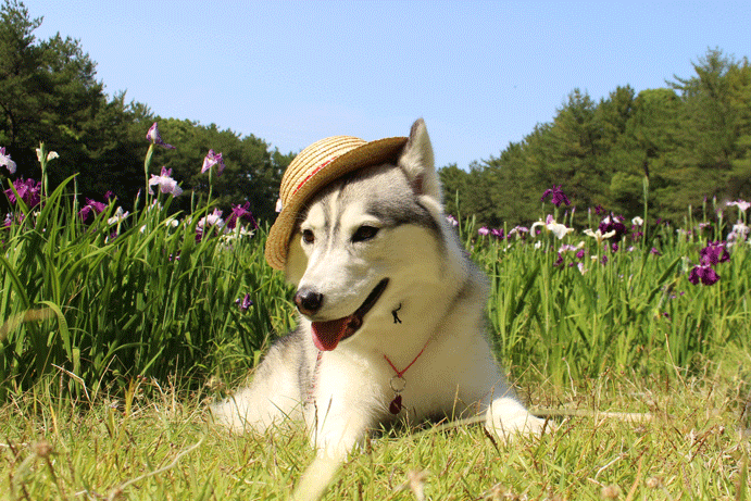 a0241761_16555004.gif
