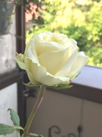 白い薔薇_d0320168_15153789.jpg