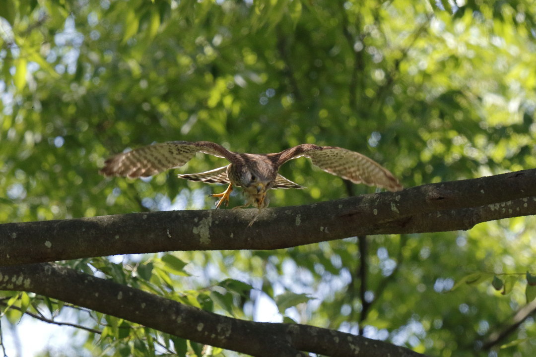 鳴かぬなら、次に期待、杜鵑。_e0364670_20551594.jpg