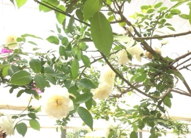 闇から光へ***_e0290872_21500190.jpg