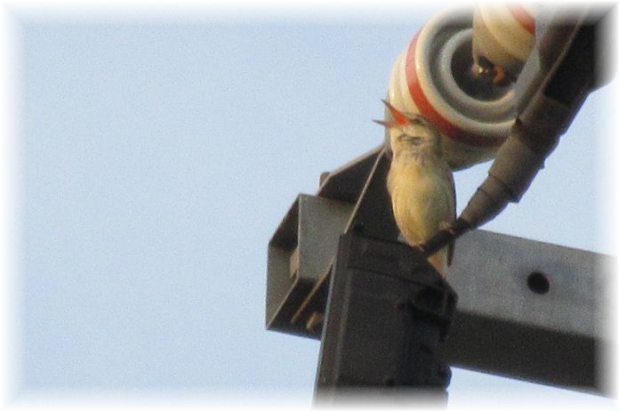 カエルそれとも鳥…?_d0175974_20134484.jpg