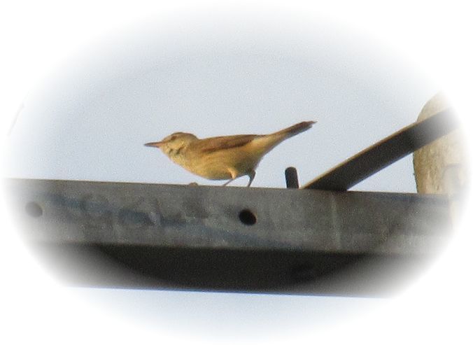 カエルそれとも鳥…?_d0175974_20142879.jpg