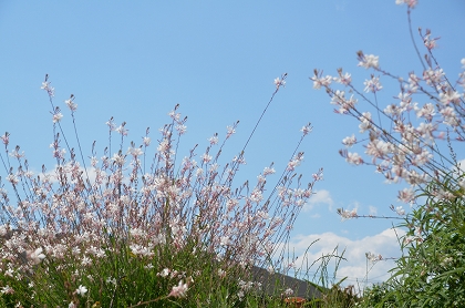 c0229483_2291469.jpg