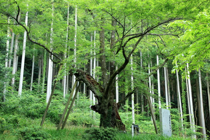 黄色い小さな花_c0358784_12564349.jpg