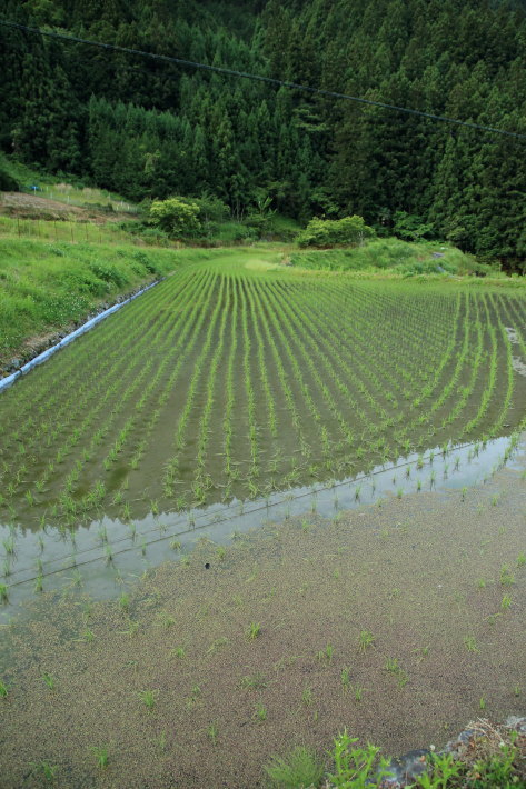 黄色い小さな花_c0358784_12590914.jpg