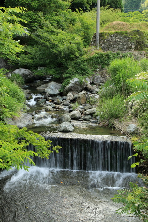 黄色い小さな花_c0358784_13004920.jpg