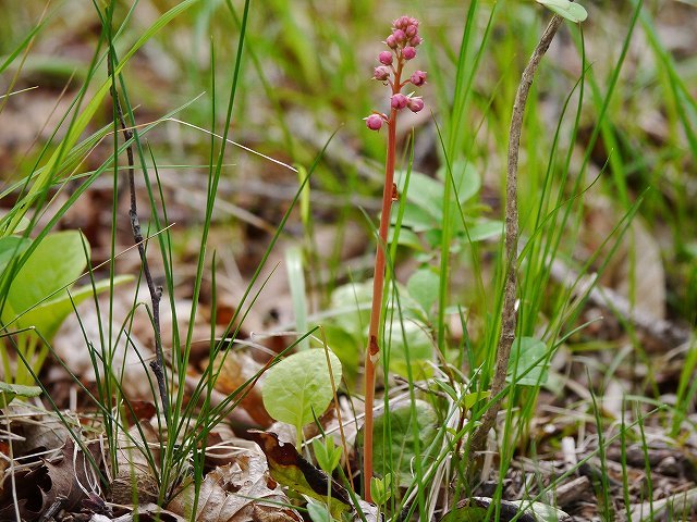 八ヶ岳高原の花々（その２）：テングクワガタ、ベニバナイチヤクソウ、マイヅルソウ、初見３種（アラゲアオダモ、ミヤマザクラ、シモツケソウ）_d0088184_21133896.jpg