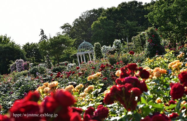 京成バラ園&草笛の丘バラ園_b0299185_16084868.jpg