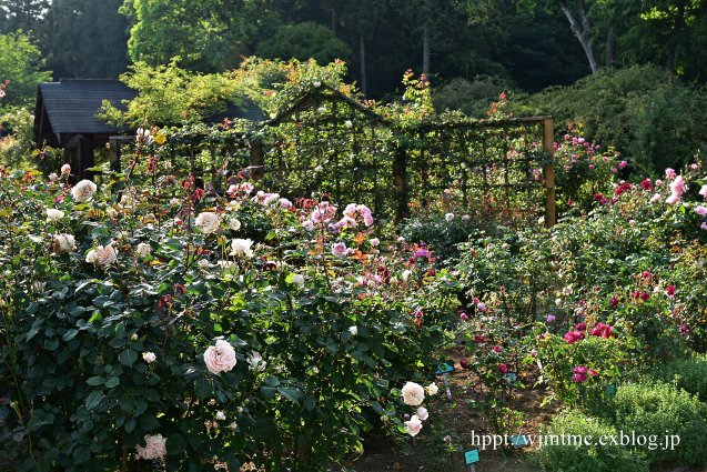 京成バラ園&草笛の丘バラ園_b0299185_17001674.jpg