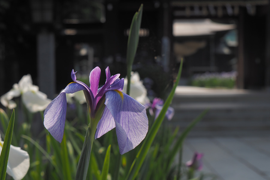 17.06.03：宮地嶽神社の花菖蒲１_c0007190_20413558.jpg