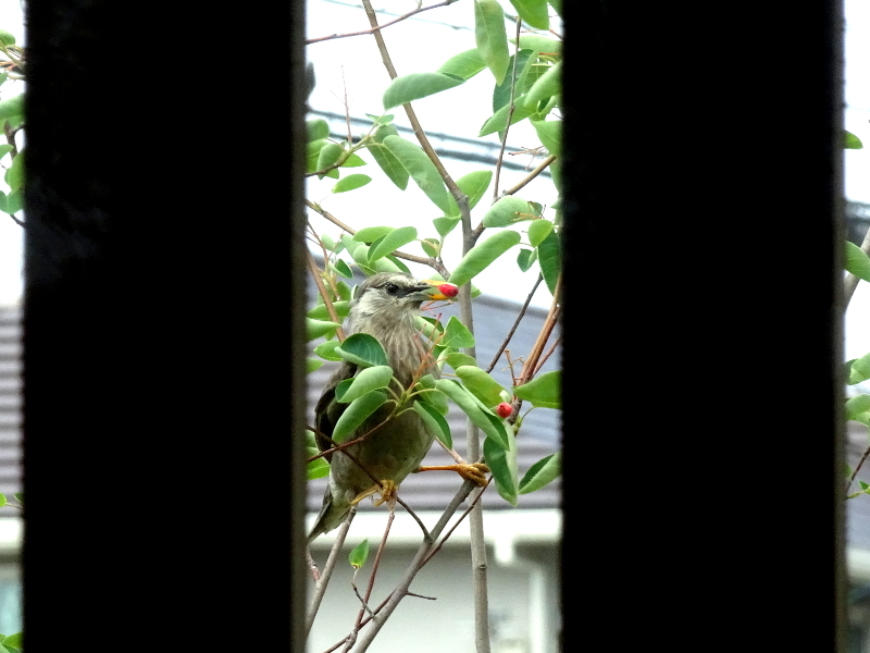 ジューンベリーの実を半分鳥にあげました 小さく始める小さな家 ジューンベリーの実を半分鳥にあげました 小さく始める小さな家