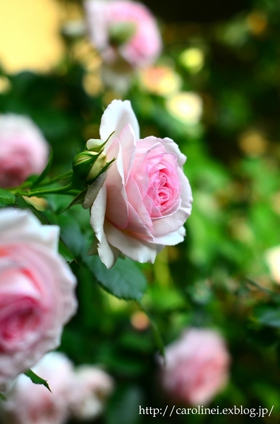 薔薇の庭をふりかえって　　My Rose Garden ３_d0025294_11565266.jpg