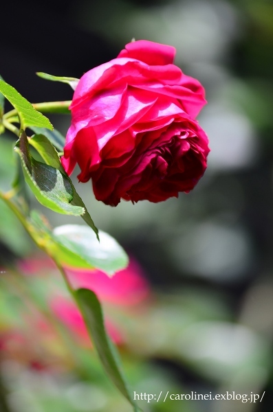 薔薇の庭をふりかえって　　My Rose Garden ３_d0025294_11575942.jpg