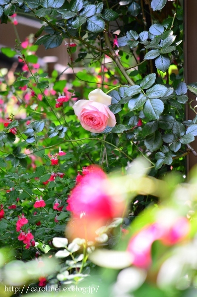 薔薇の庭をふりかえって　　My Rose Garden ３_d0025294_11582030.jpg