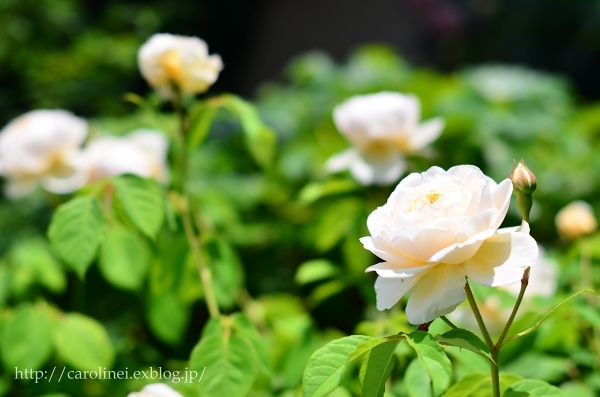 薔薇の庭をふりかえって　　My Rose Garden ３_d0025294_11583777.jpg
