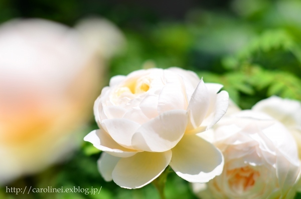 薔薇の庭をふりかえって　　My Rose Garden ３_d0025294_11585098.jpg