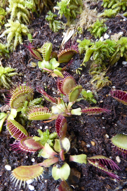 食虫植物・草橘・糸金鳳花・ジプソフィラ・色丹はこべ・蝦夷瑠璃草・白山サイコ・駒草_d0261298_037711.jpg