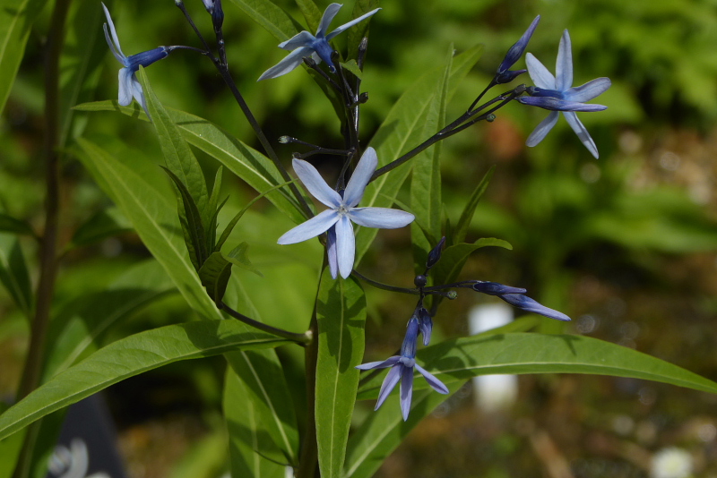 食虫植物・草橘・糸金鳳花・ジプソフィラ・色丹はこべ・蝦夷瑠璃草・白山サイコ・駒草_d0261298_0411016.jpg