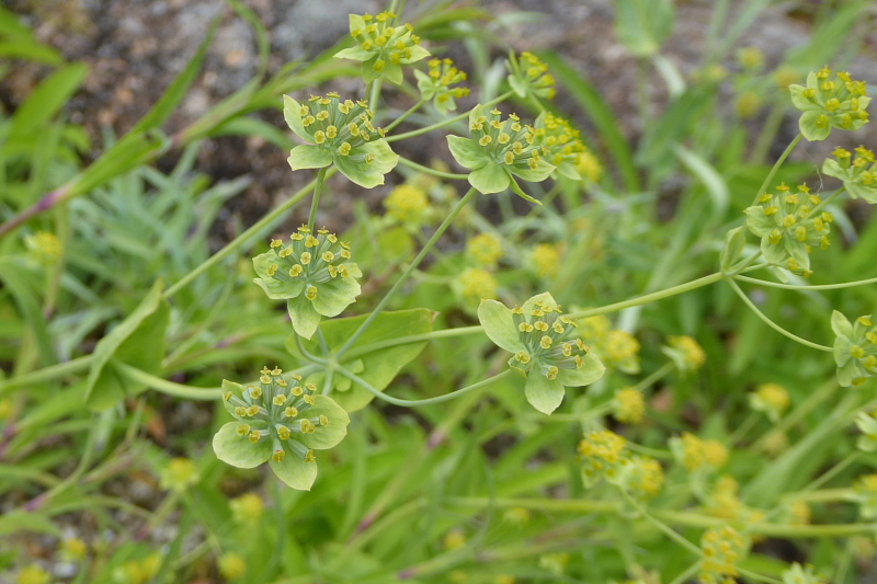 食虫植物・草橘・糸金鳳花・ジプソフィラ・色丹はこべ・蝦夷瑠璃草・白山サイコ・駒草_d0261298_051518.jpg