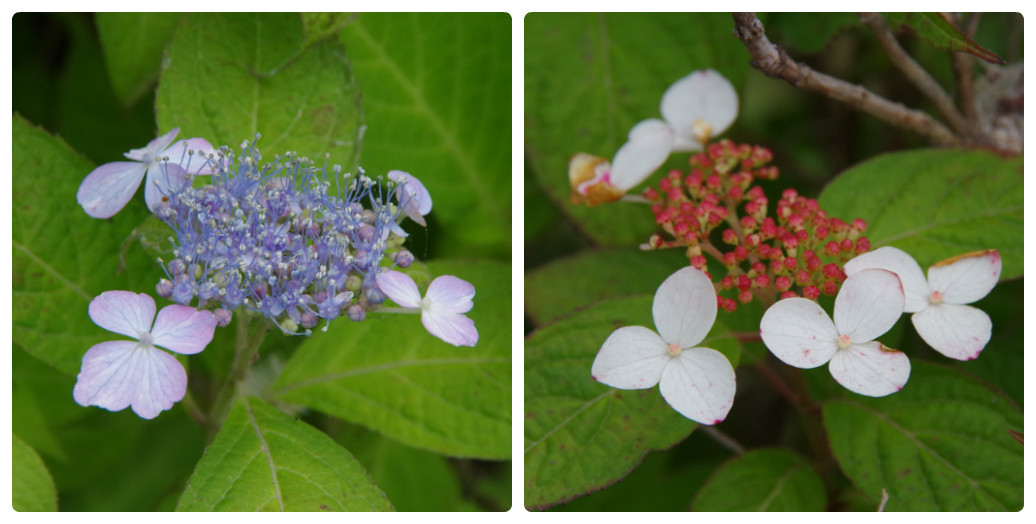 梅雨を迎えた城沼にて_b0356401_20143938.jpg