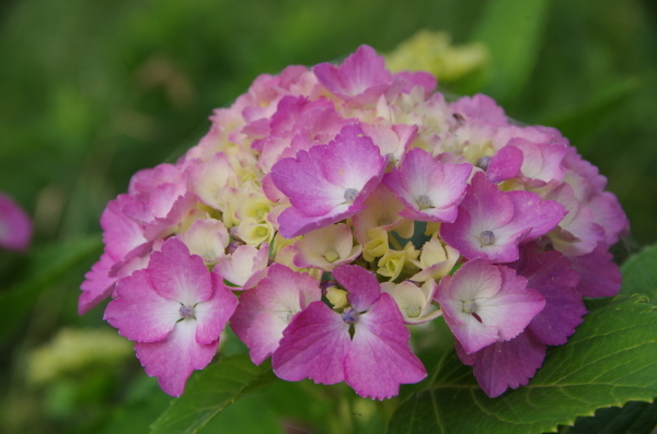 梅雨を迎えた城沼にて_b0356401_20145636.jpg