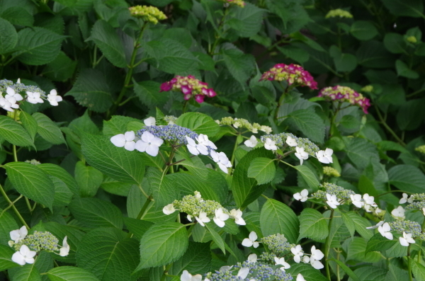 梅雨を迎えた城沼にて_b0356401_20150813.jpg