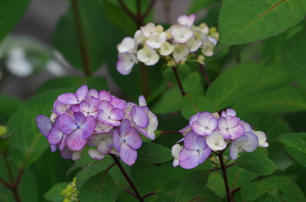 梅雨を迎えた城沼にて_b0356401_20154803.jpg