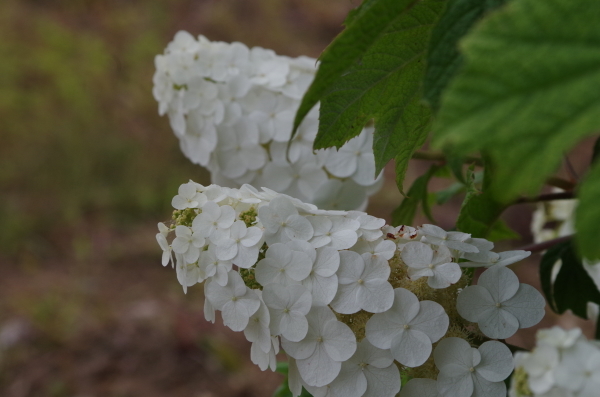 梅雨を迎えた城沼にて_b0356401_20173692.jpg