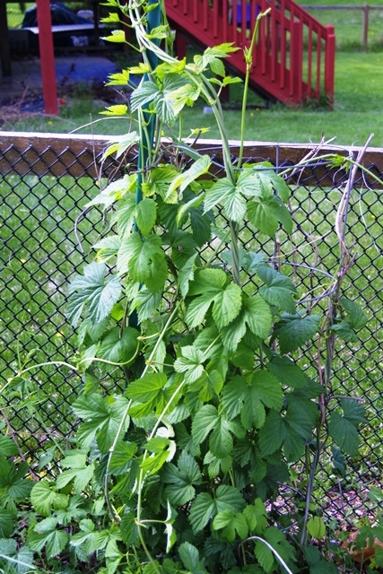 c0062603_12455295.jpg