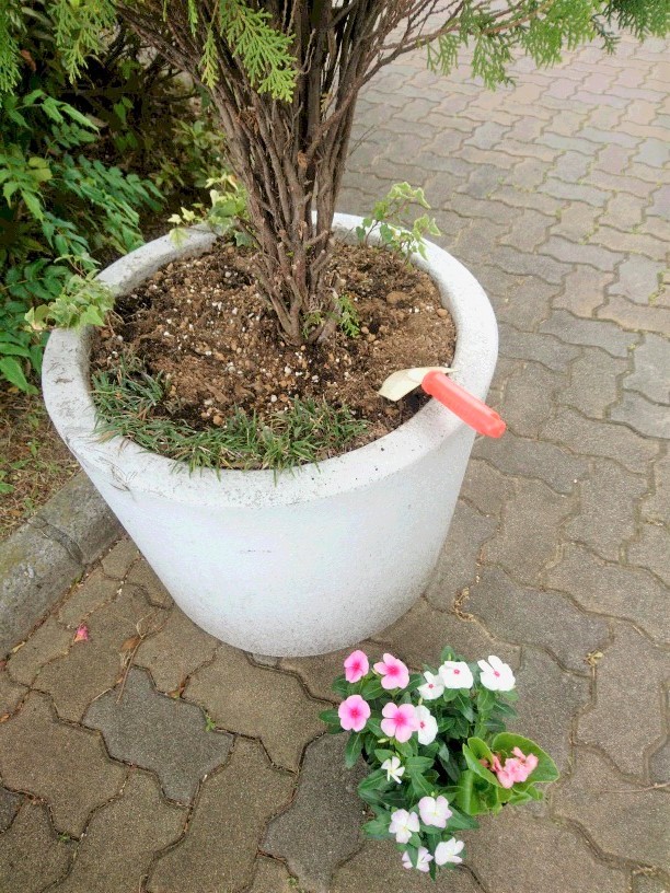 植え替え_f0208812_22423744.jpg
