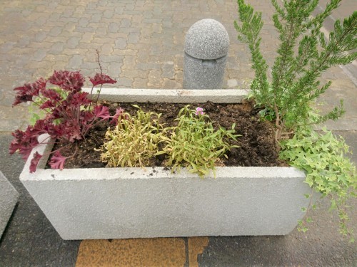 植え替え_f0208812_22425676.jpg