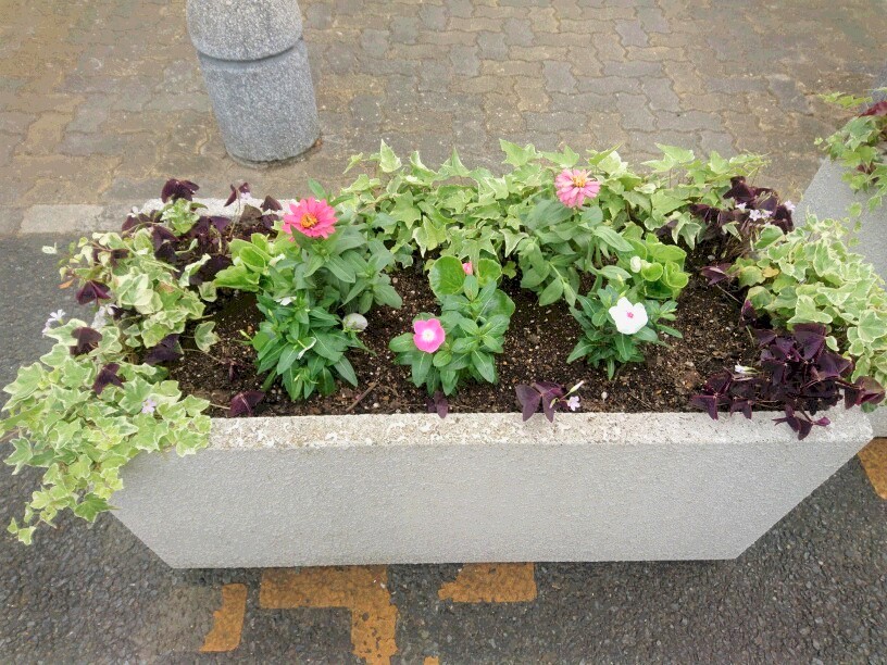 植え替え_f0208812_22432025.jpg