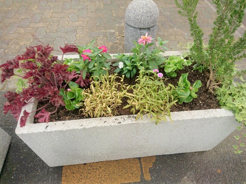 植え替え_f0208812_22433220.jpg