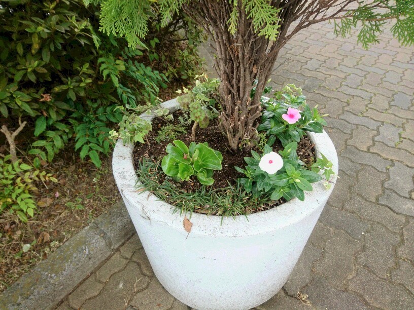 植え替え_f0208812_22434547.jpg