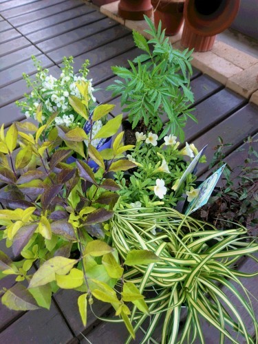 植え替え_f0208812_22561751.jpg