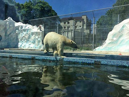 ロシア・ペンザ動物園のベルィの近況  ～ ロシアの飼育下の野生出身個体の繁殖と再配置の問題点_a0151913_1452348.jpg