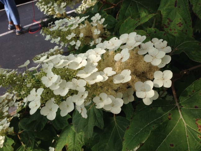 小さな公園とオープンカー_b0365715_01104702.jpg