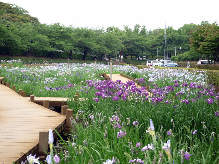 2017 第25回館林花菖蒲まつり開催中_f0239515_17371996.jpg