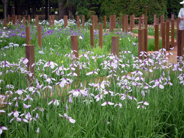 2017 第25回館林花菖蒲まつり開催中_f0239515_17383810.jpg